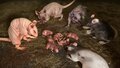 Rats Complete Pack (2).jpg