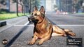 GermanShepherd01-1920x1080-00e7cf3b62539227a4dee7397f072651.jpg