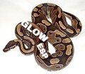 200px-Ball_python_lucy (1).jpg