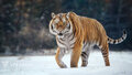 JF0LA12A0_SiberianTiger_Display_A_Walk.jpg