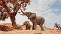 African Elephants.jpg