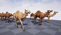 African camel.jpg