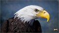 BaldEagle01-1920x1080-82bb88182e4eddda46b502cc5320b398.jpg