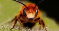 face-and-eyes-of-bees-insects-honey-bee-2048x1080.jpg