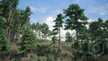 Trees Pine Tree.jpg