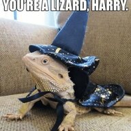 LizardWizardDev