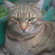 mopis