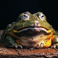 Brabibubu