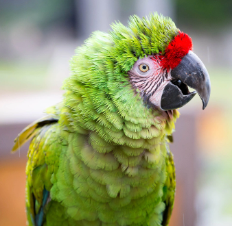 parrot3123123