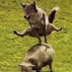 skilllat