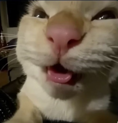 wtfqusha