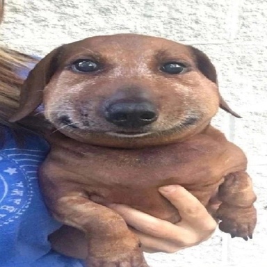 evrei v pechi