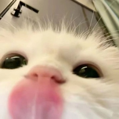 pluge
