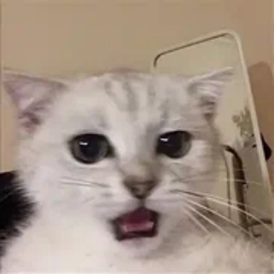 Meowchik