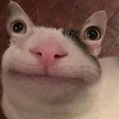 nicfdffd