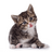 WhiteHeart
