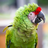 parrot3123123