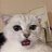 Meowchik