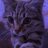 catsoup4466