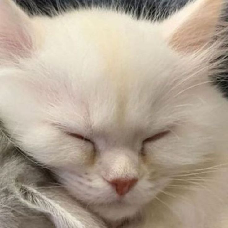 ава для стандофф 2 коты