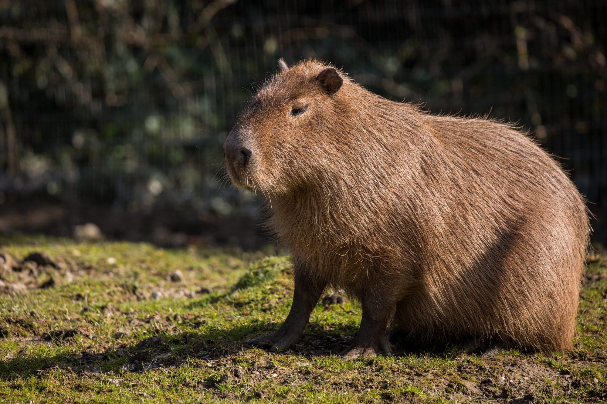 capybara-1.jpg