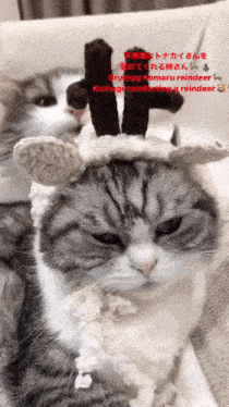 komaru-cat.gif