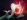 s_orchid_malevolence.jpg