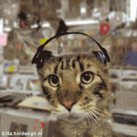 Коты гифки, анимированные GIF изображения коты - скачать гиф картинки на  GIFER