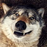 sVPJgvn.png