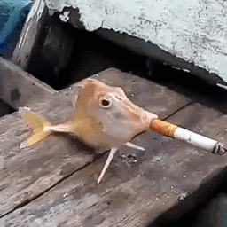 4970-D849-B5-C5-4-B1-E-A9-EA-55-F3-F5-CEF0-DB.gif