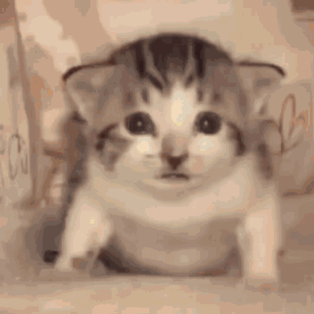 cat-explosion.gif
