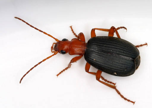 Brachinus_spPCCA20060328-2821B.jpg