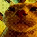 3429_catdansen.gif
