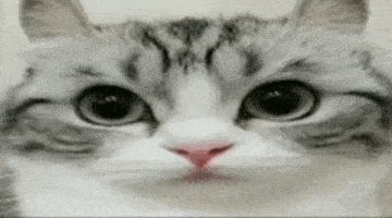 komaru-cat.gif