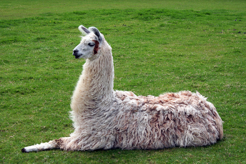 llama.jpg