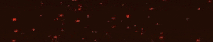 27394586.gif