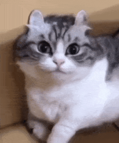 komaru-cat.gif