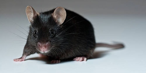 chernaya-mysh-2.jpg