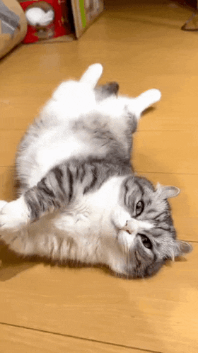 komaru-cat.gif