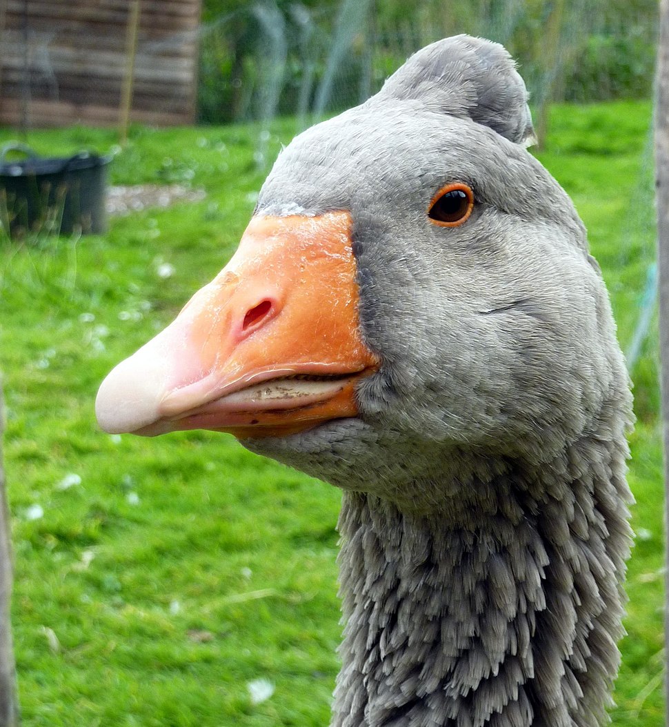 970px-Goose_%287992650482%29.jpg